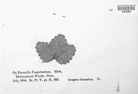 Phragmidium fragariae image